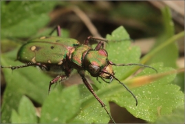 <p>SVIŽNÍK POLNÍ (Cicindela campestris) ---- /Green tiger beetle - Feld-Sandlaufkäfer/</p>